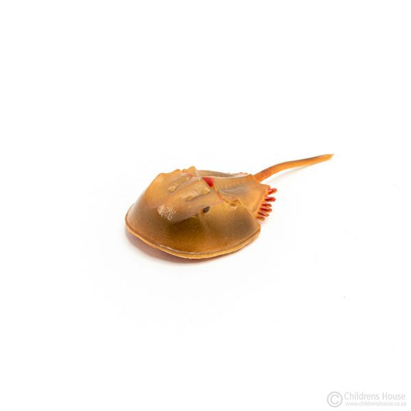 Life Cycle of the Horseshoe Crab: Objects