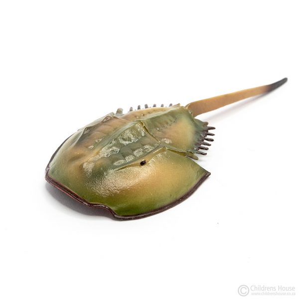 Life Cycle of the Horseshoe Crab: Objects